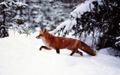 Как зимует лисица: Несколько интересных фактов из жизни лесной хищницы |  Пикабу