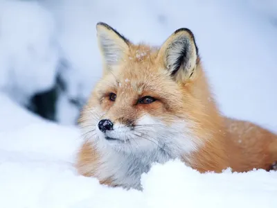 Скачать обои снег, зима, лиса, лисица, животное разрешение 1920x1200 #148516