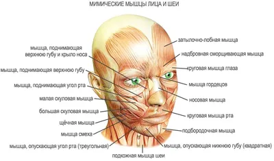 Как нарисовать лицо человека » ПОЭТАПНО и ПРОСТО рисуем человека карандашом