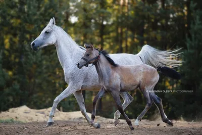 Картина лошадь с жеребенком | Премиум Фото