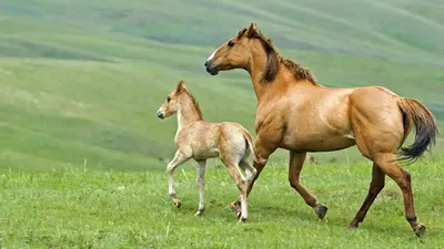 Картина с лошадью и жеребенком | Премиум Фото