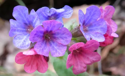 Медуница неясная (Pulmonaria obscura Dumort.)