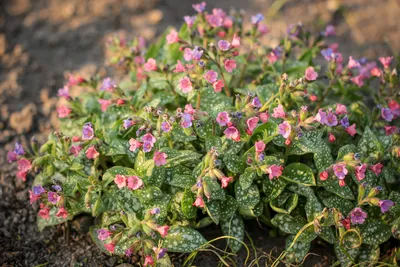 Медуница сахарная Pulmonaria saccharata - купить сорт в питомнике, саженцы  в Санкт-Петербурге