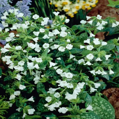 Медуница лекарственная Sissinghurst White - Медуница - GardenPlants