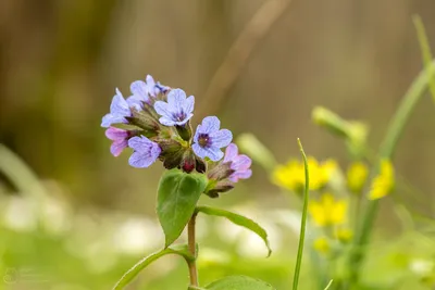 Медуница длиннолистная купить в blumgarden.ru