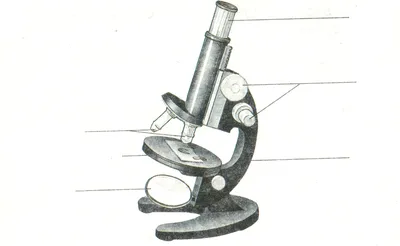 Микроскоп: картинки для детей (70+ простых вариантов для срисовки)