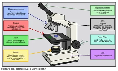 Микроскоп школьный с образцами детский Prolike, компактный - купить с  доставкой по выгодным ценам в интернет-магазине OZON (857503954)