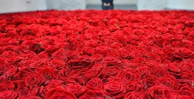 Миллион алых роз, артикул: 333026173, с доставкой в город Набережные Челны