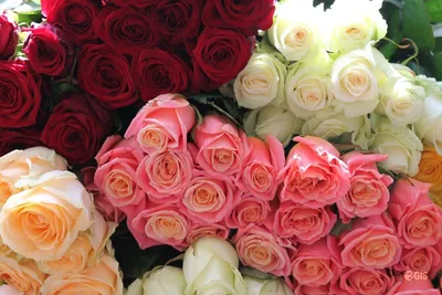 Подари женщине миллион алых роз, а она скажет что ей нужна одна, но  белая..:) :: Андрей Заломленков – Социальная сеть ФотоКто