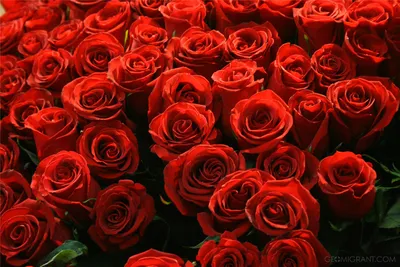 Миллион алых роз для любимой» - Грузия всегда с тобой!