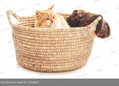 Картина по номерам Милый котенок, Raskraski, GX43257 - описание, отзывы,  продажа | CultMall