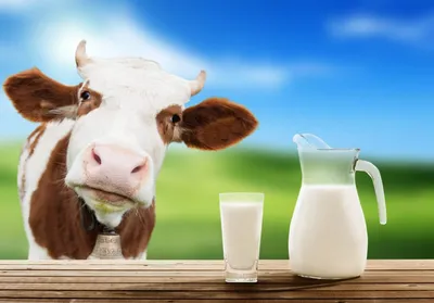 Наиболее занимательные сведения о молоке | Лактон