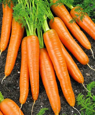 Почему современная морковь, как правило, оранжевого цвета? — Музей фактов