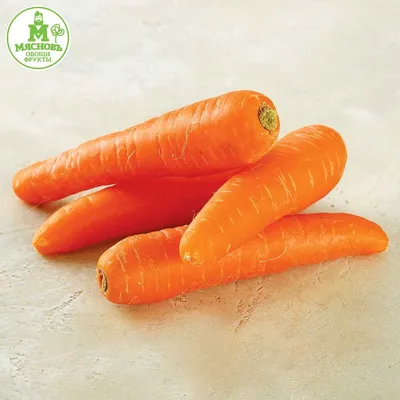 Морковь Сильвано F1 (Vilmorin) - купить семена из Франции оптом - АГРООПТ