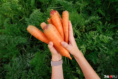 Морковь Сахарный Пальчик можно купить недорого с доставкой в питомнике  Любвитский
