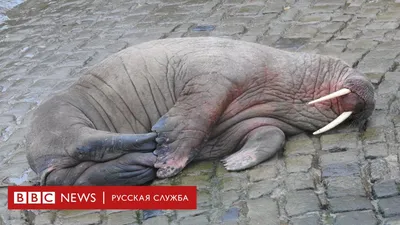 В английском городе отменили новогодний фейерверк из-за моржа - BBC News  Русская служба