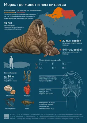 Морж: популяция и образ жизни - Инфографика ТАСС