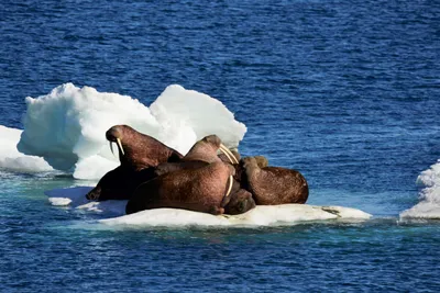 24 ноября – День моржа. Что мы знаем про клыкастых гигантов Арктики?
