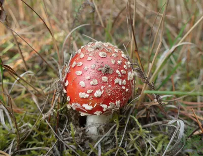 Мухомор красный (Amanita muscaria) – Грибы Сибири