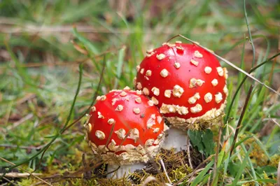 В США легально продается психоактивный вид грибов: мухомор красный