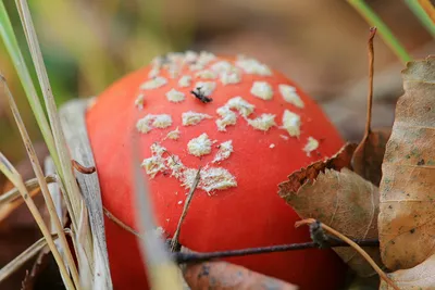Красный мухомор: есть ли у него целебные свойства, опасен ли он при  употреблении в микродозах