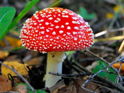 Мухомор, гриб, лес. | Изображения неба, Удивительная природа, Природа