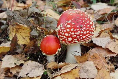 Красный гриб на белой ножке.. Photographer Kondratyuk Andrey