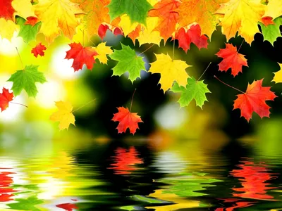 Лучшие идеи (400) доски «Осенние картинки» | осенние картинки, осенние  фотографии, осень