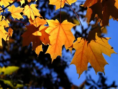Картинки на аву: осень (26 фото) — Красивые картинки