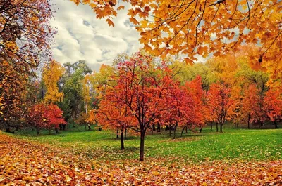Golden Autumn Fall - Free photo on Pixabay - Pixabay
