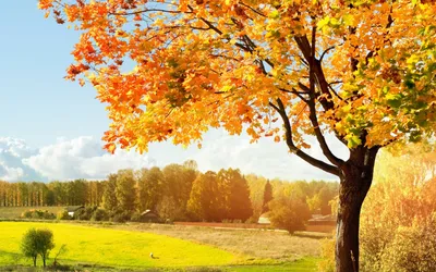 картинки : пейзаж, дерево, филиал, небо, Солнечный лучик, утро, цветок,  Осень, Синий, Рыжих, время года, солнечно, Яркий, Лиственный, Лесистая  местность, Осенние листья, Осенний лес, Золотая осень, Живая природа,  Осенняя природа, Древо дедушки,