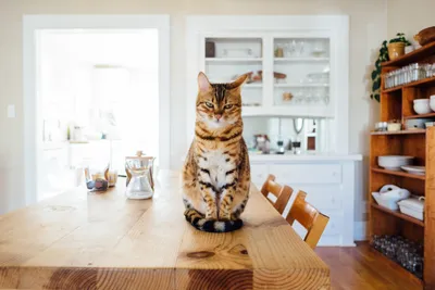 ТЕСТ НА ВНИМАТЕЛЬНОСТЬ. найди кота, который спрятался на кухне! - YouTube