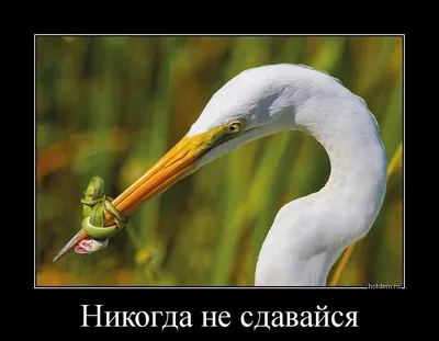 Схема вязания никогда не сдавайся крючком с описанием - Умелки