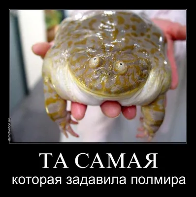 blog:)stanis.ru | блог без рекламы