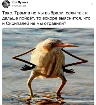 Мужской свитшот «Не сдавайся! Никогда не сдавайся!» цвет белый - дизайнер  принта Lusy
