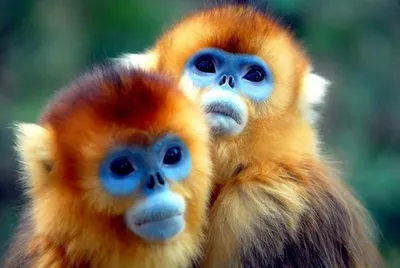 Брошь женская обезьяна С гранатой - современная бижутерия для подарка —  купить в интернет-магазине по низкой цене на Яндекс Маркете
