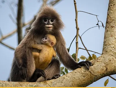 По деревьям прыгает милая обезьянка…» — создано в Шедевруме