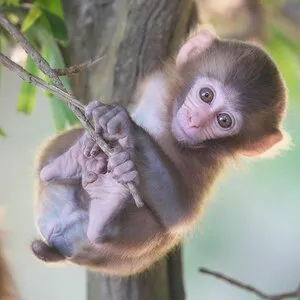 Спасенная из контактного зоопарка обезьянка стала членом семьи (фото) — УСІ  Online
