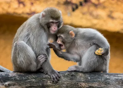 Смешные мультяшные обезьянки - 59 фото
