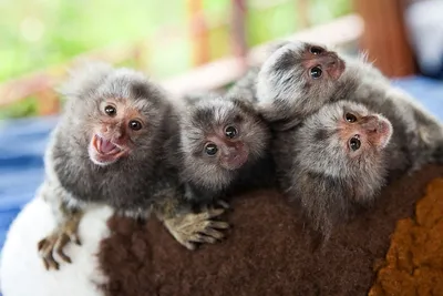 Онлайн пазл «Маленькие обезьянки»