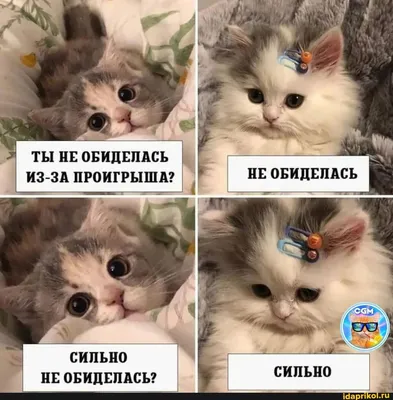 20 смешных фото котов, которые обиделись на своих хозяев