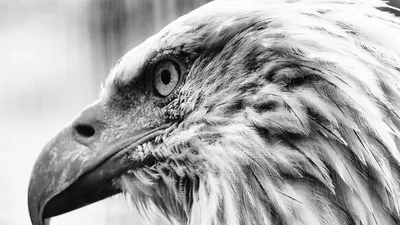 голова орла на темном фоне, черно белая картинка орла, орел, птица фон  картинки и Фото для бесплатной загрузки