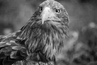 Черно-белый портрет орла стоковое изображение. изображение насчитывающей  орел - 126426223