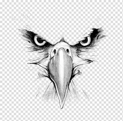 Черно-белый выгравируйте изолированную иллюстрацию вектора орла Иллюстрация  вектора - иллюстрации насчитывающей художничества, контур: 113452732