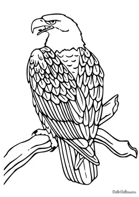 Белоголовый орлан, орел, эмблема, животные, лист png | Klipartz