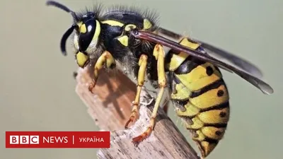 Зачем вообще нужны осы? - BBC News Україна