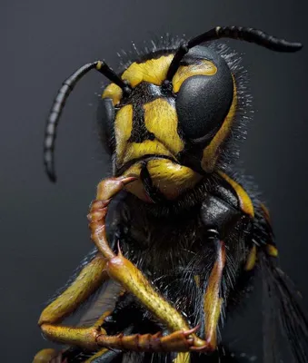 65 тысяч евро за убийство осы: как Германия защищает вымирающие виды - 24  Канал
