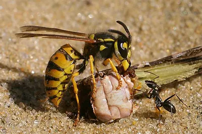 Общественные осы (Hymenoptera: Vespidae) Львовской области - The social  wasps (Hymenoptera: Vespidae) of the Lviv region, Ukraine