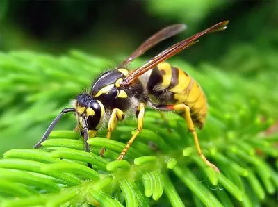 В процессе эволюции бумажные осы очень быстро научились узнавать друг друга  в лицо