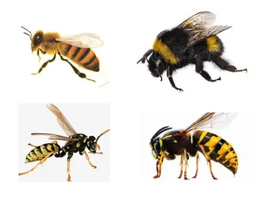 Делают ли осы мёд и почему мы его не едим, как пчелиный | Новая жизнь | Дзен